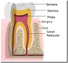 Estrutura Dentária